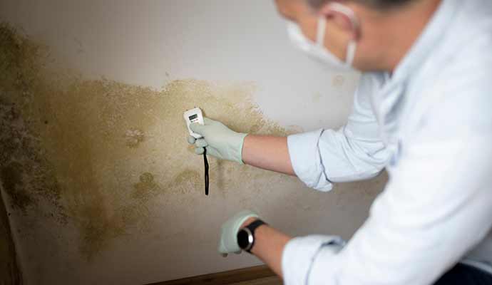 Comprehensive Mold Removal and Air Quality Restoration