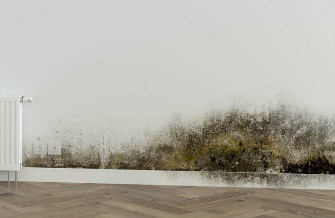 Comprehensive Mold Testing for Homes & Businesses