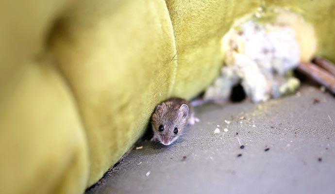 Safe and Effective Animal Waste Removal