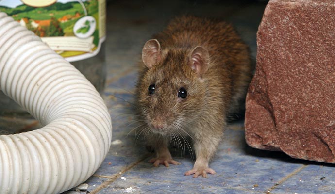 Animal Waste Cleanup