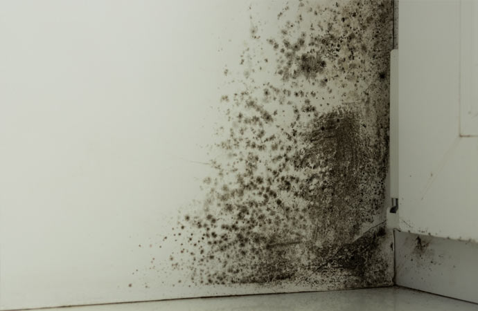 When to Schedule Professional Mold Testing