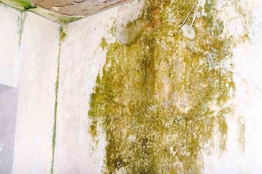 Why Mold Remediation Is Crucial After Flooding