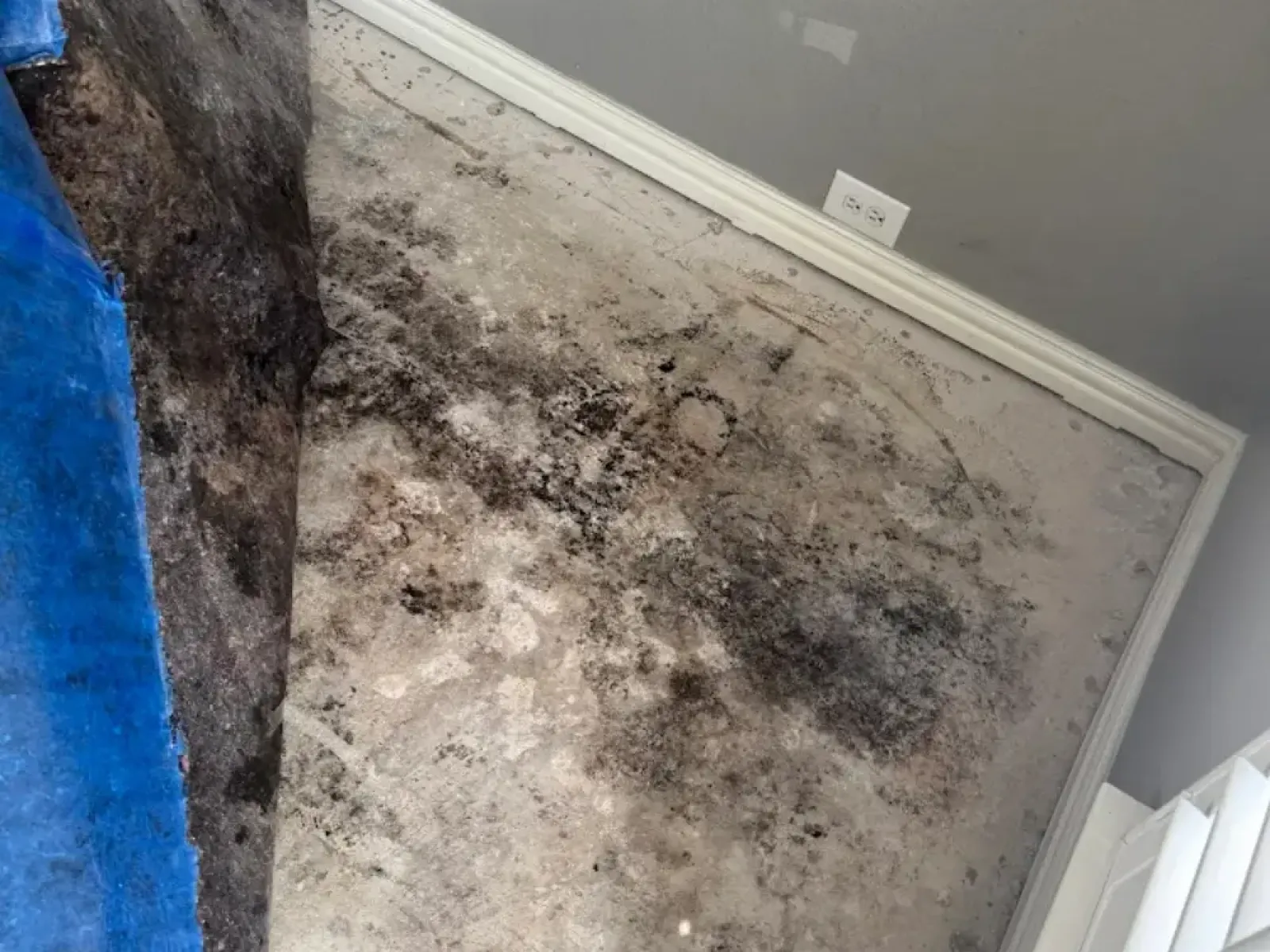 Mold Remediation Job in Texas